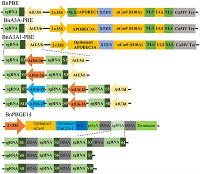 Precision Genome Engineering Through Cytidine Base Editing in Rapeseed (Brassica napus. L)